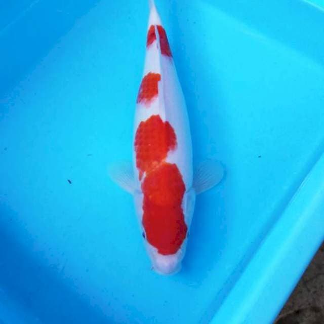 NJK - KOHAKU PATTERN