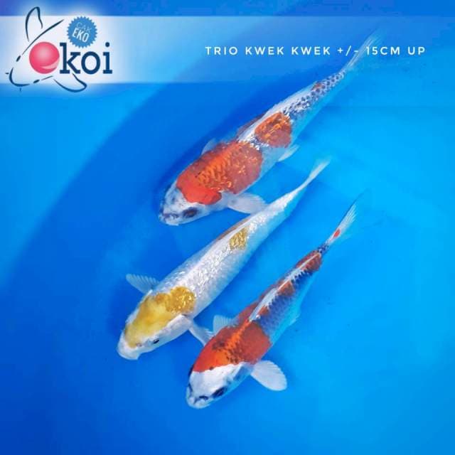 Trio kwek kwek 15cm up (layak keeping)