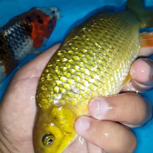 Tembaga ginrin punuk
