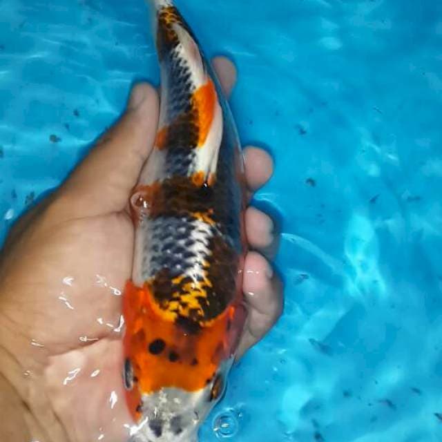 Kujaku berpunuk