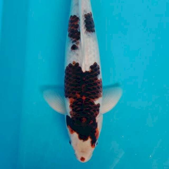 Pejantan tangguh super goromo