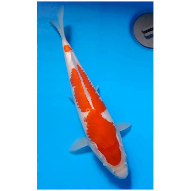 KAJOKO KOHAKU 30cm