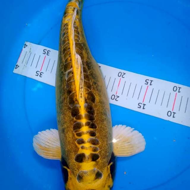 Jumbo 48 cm