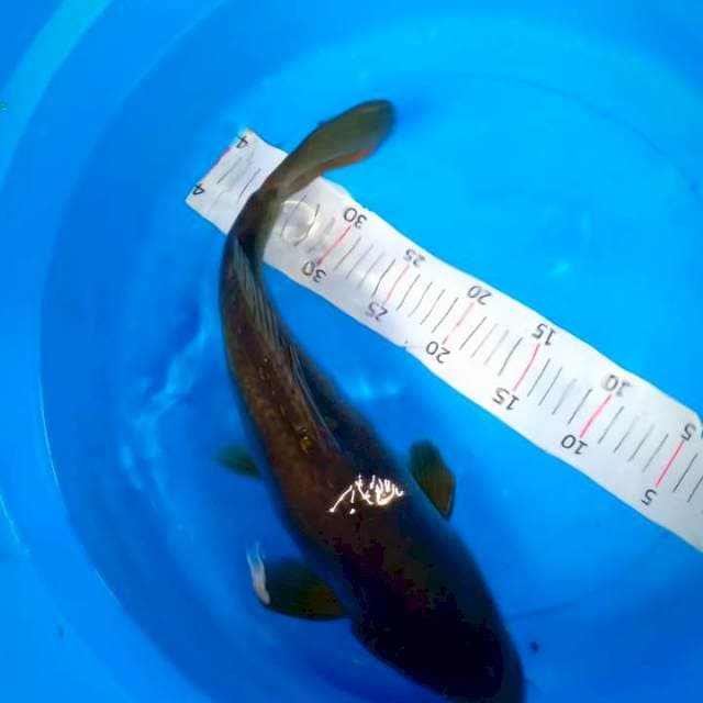Jumbo 45 cm