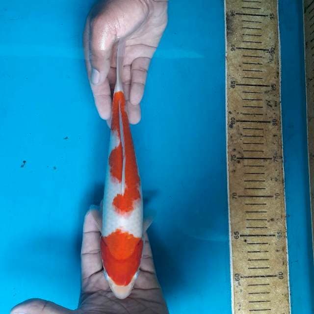 Kohaku