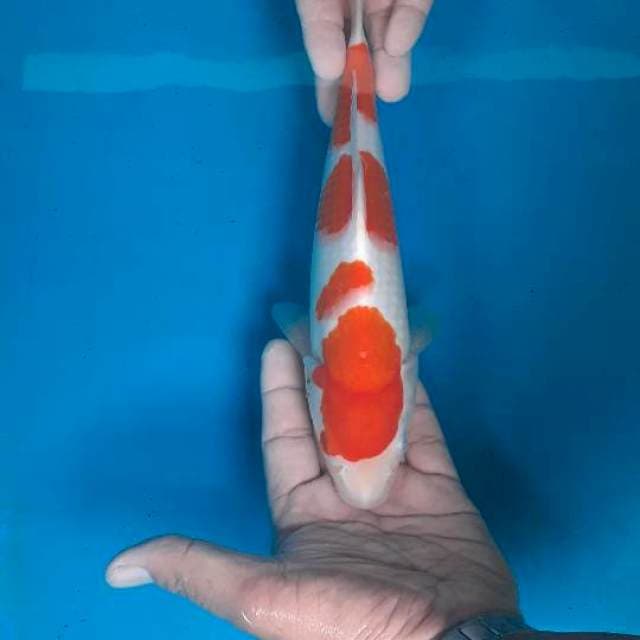 Kohaku
