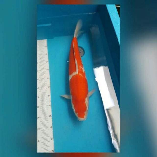 Kohaku import non certi