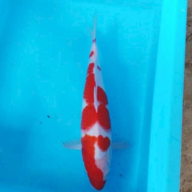 NJK - KOHAKU ORIGINAL