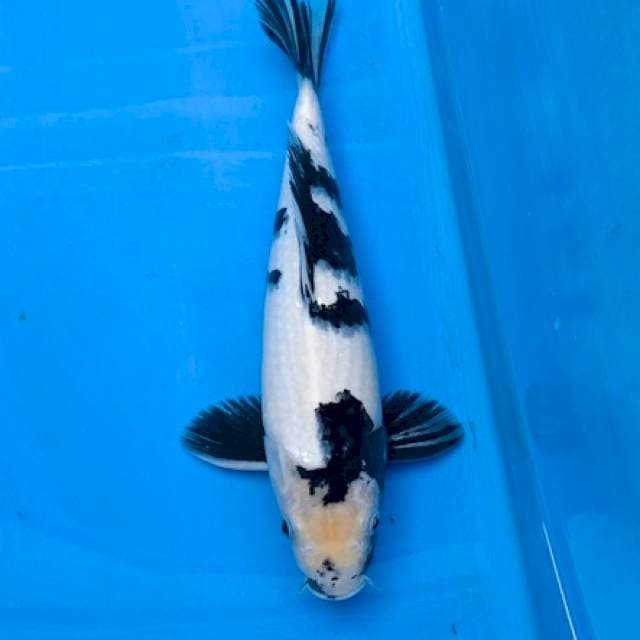 Omosako Shiro 40BU