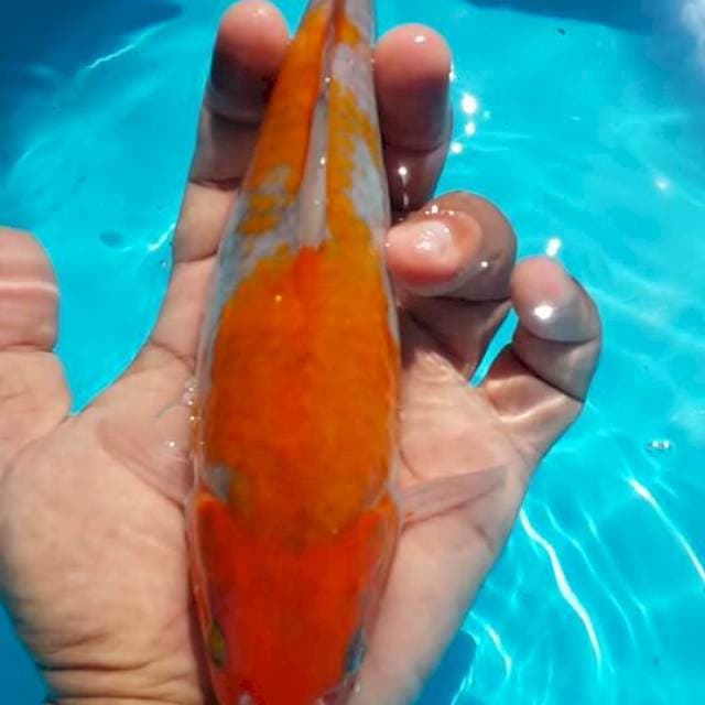 Ociba tanpa mutasi warna