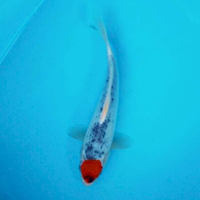 1. TANCHO GOSHIKI ORI #28CM