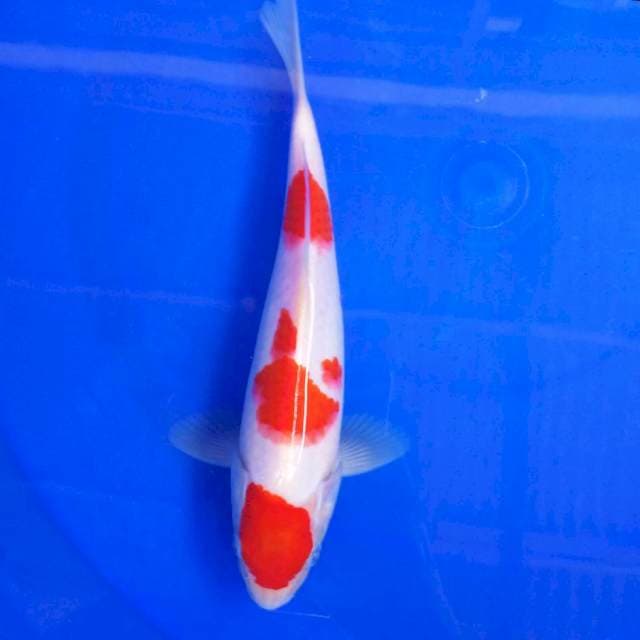 7. MARU HK #27CM