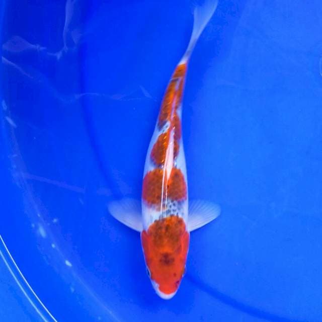 9. GOSHI MANEH #27CM