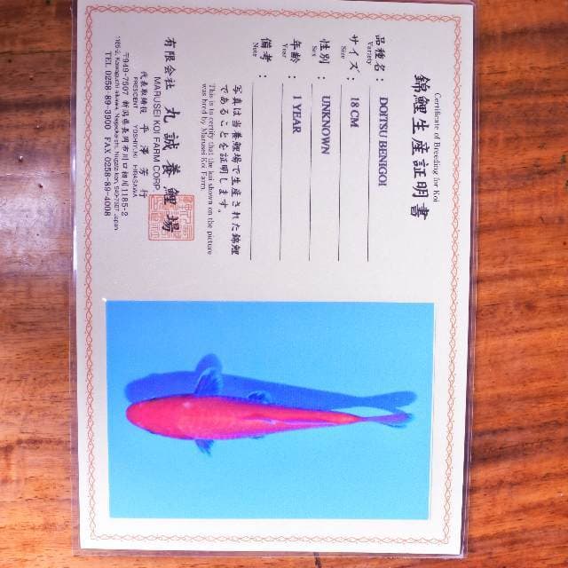 Doitsu Benigoi (Marusei) 18 cm. Import dan sertifikat