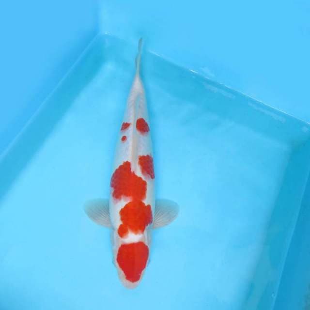 DAMARKOI ( KOHAKU )