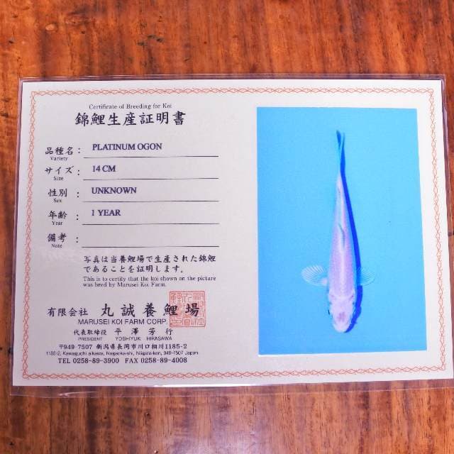 Platinum ogon (marusei) 14 cm import dan sertifikat