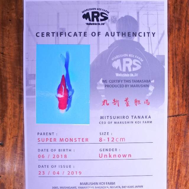 Tamasaba (marusin) 9 cm impor dan sertifikat