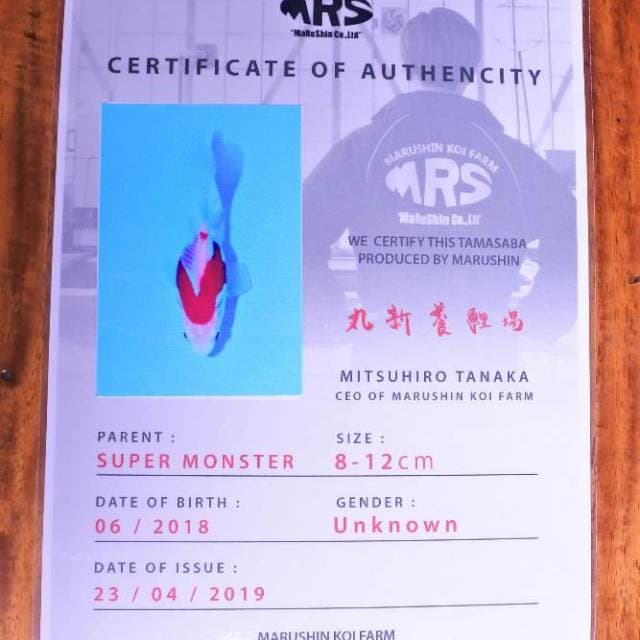 Tamasaba (marushin) 9 cm. Impor dan sertifikat