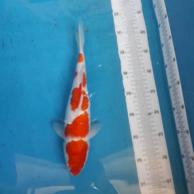 Kohaku bakat jumbo