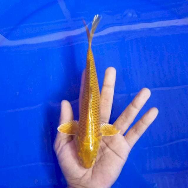 6. Chagoi imut || 25 BU