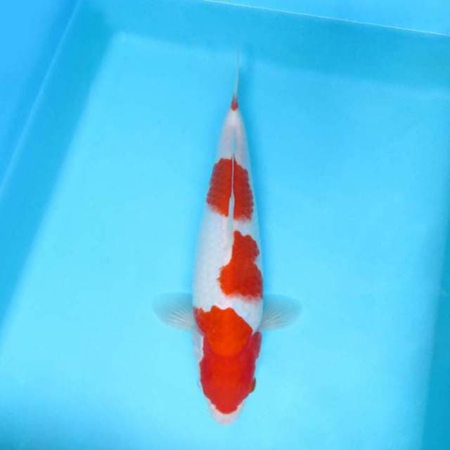 DAMARKOI ( KOHAKU 3 STEPS )