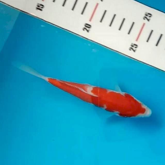 Baby Kohaku Arrow pattern ori ~ Bloodline Taniguchi