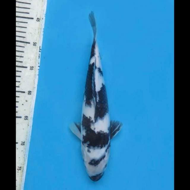 34cm female - Shiro putih salju