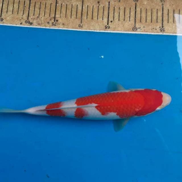 Nidann