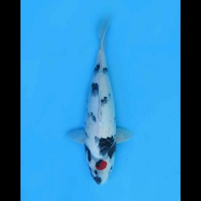 38cm female - Tancho Showa