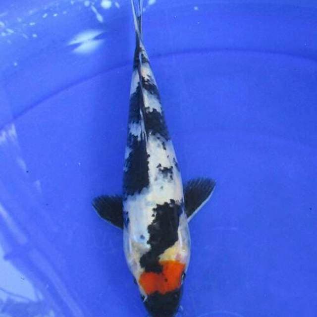 Tancho showa ±23cm