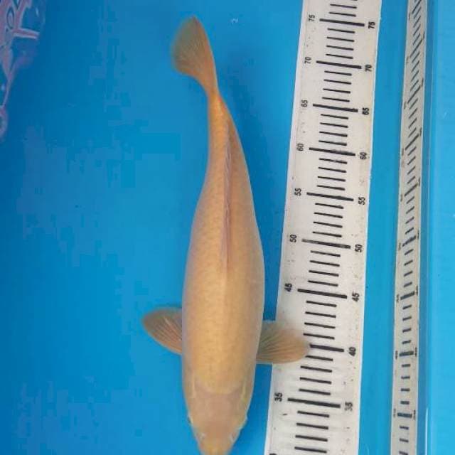 Karashi 45bu