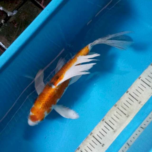 Kumpay 37cm