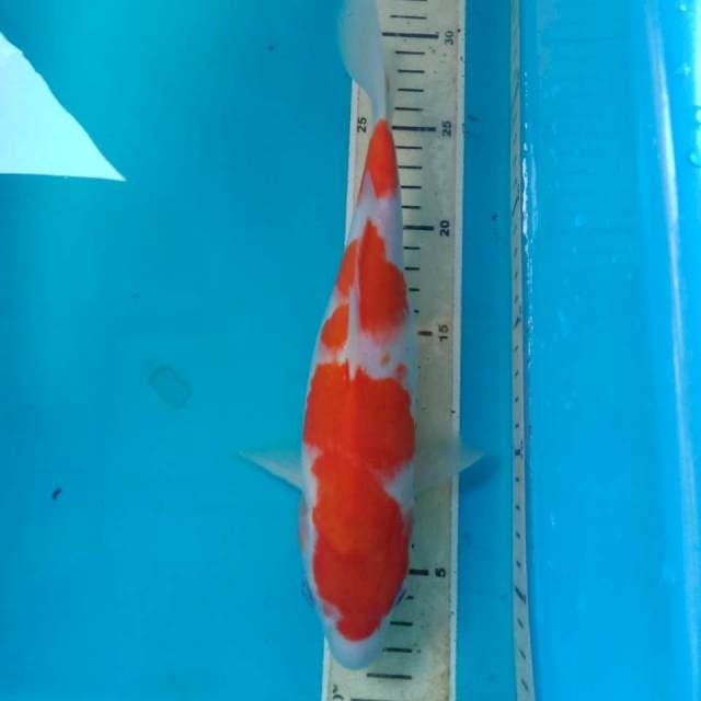 Kohaku 25 cm