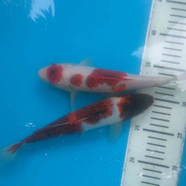 Goroomo, 24 & 26 cm