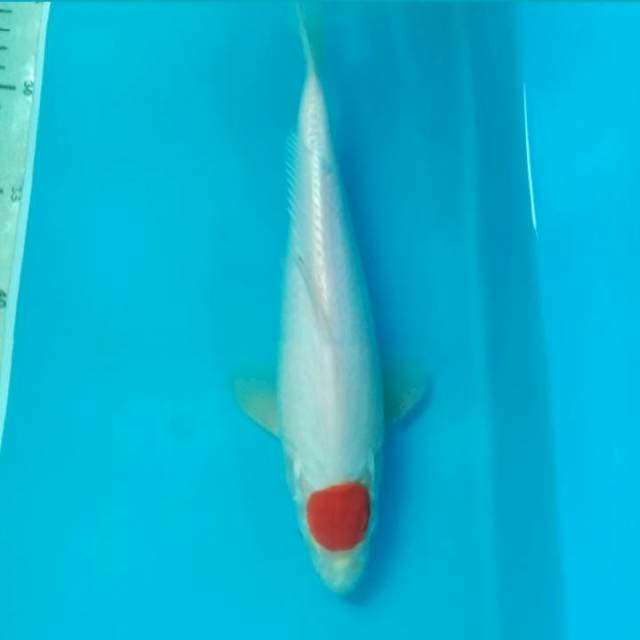 Tancho 26 cm