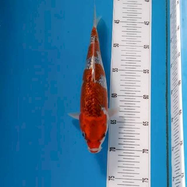 BKS ( GHOSIKI GINRIN 28 CM )
