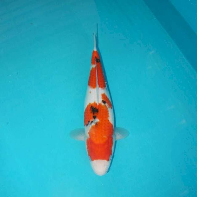 TATEGOI SANKE 30 CM