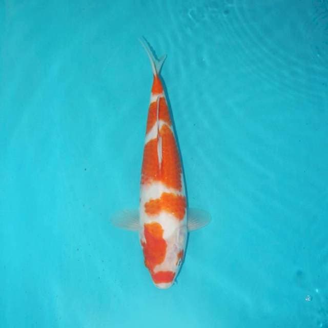 KOHAKU 28 CM