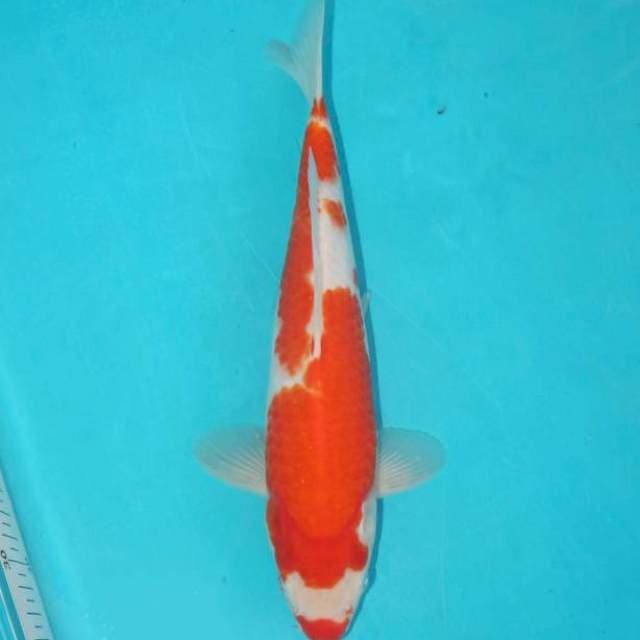 KOHAKU KUCHIBENI 28 CM