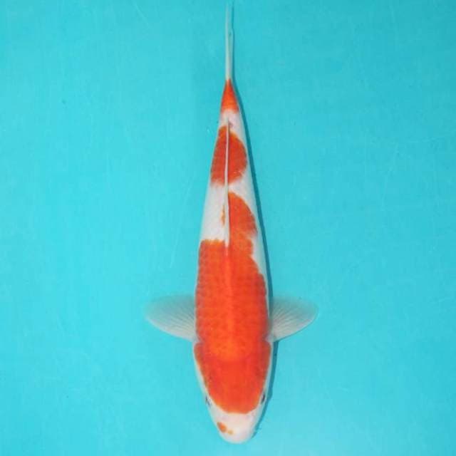KOHAKU_27 CM