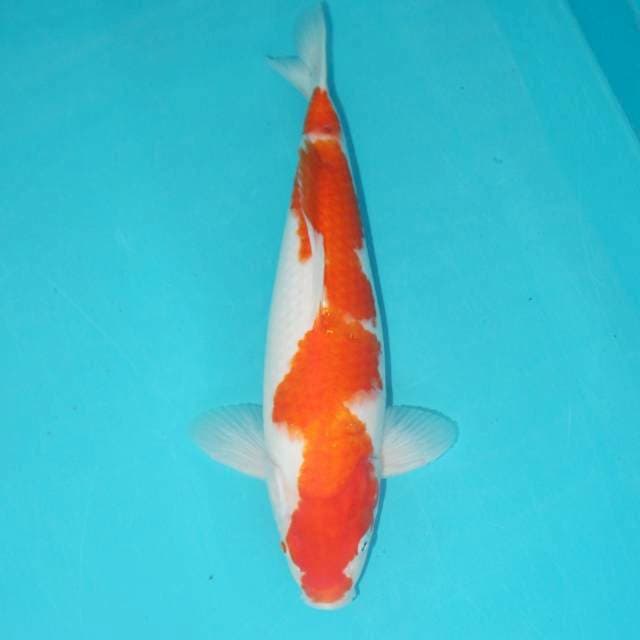 KOHAKU 31 CM