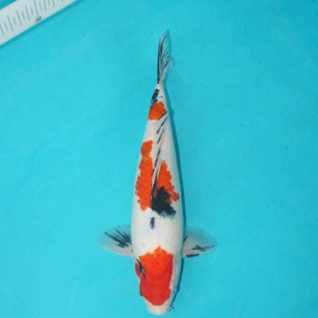 MARUTEN SANKE TATEGOI 27 CM