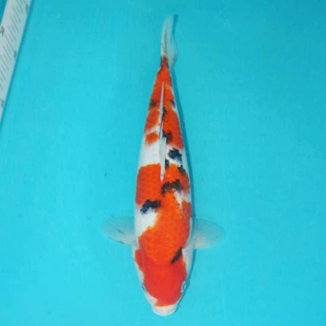 SANKE 28 CM