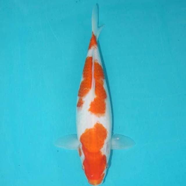 KOHAKU 27 CM