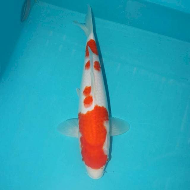 KOHAKU 30 CM