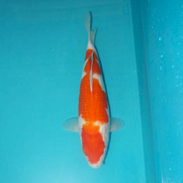 KOHAKU 31 CM