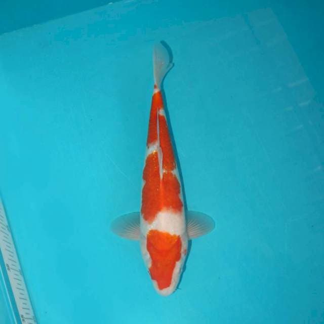 KOHAKU 29 CM