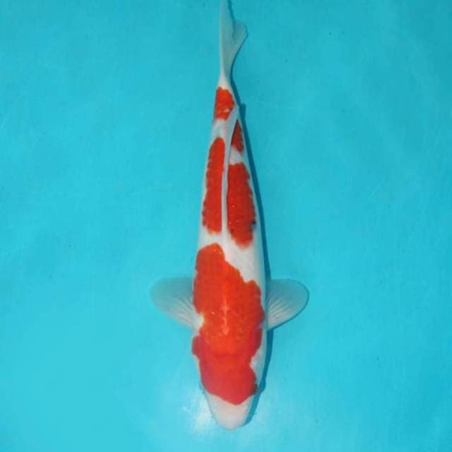 SANKE TATEGOI 27 CM