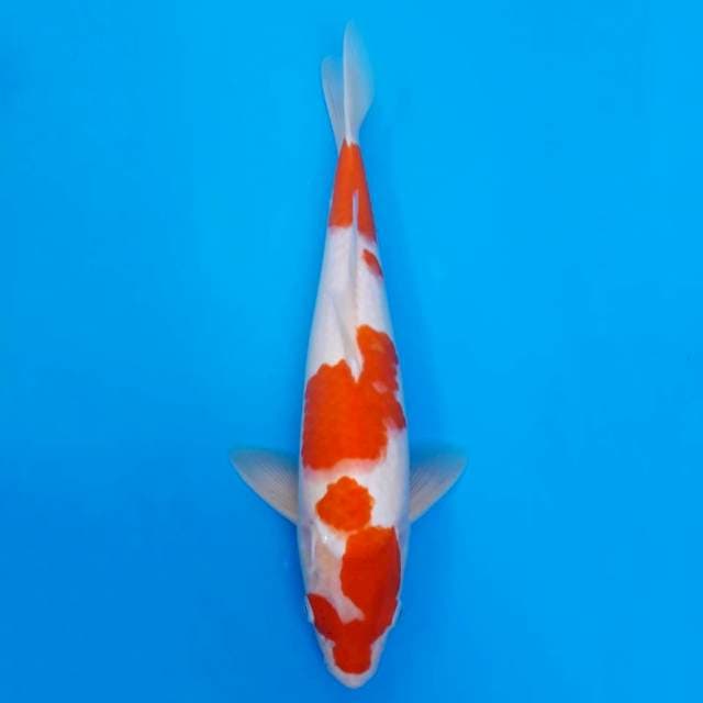 Kohaku