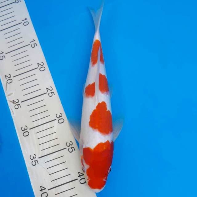 Kohaku 4 step